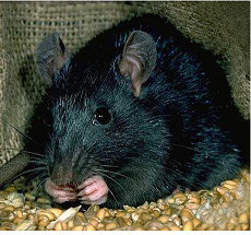 rat noir-1.jpg